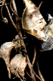 Seedpods IV